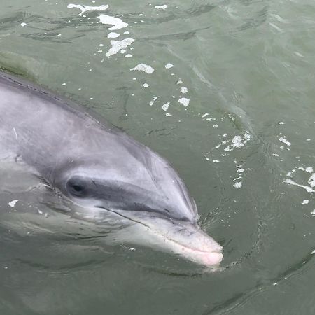 ヒルトンヘッドアイランド 9 Sea Laneヴィラ エクステリア 写真